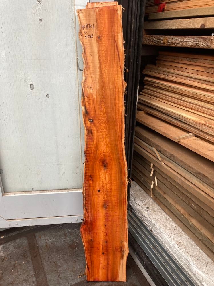 Pacific Yew